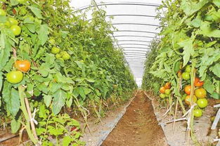 德宏農產品 以特色拓市場，以基建強根基