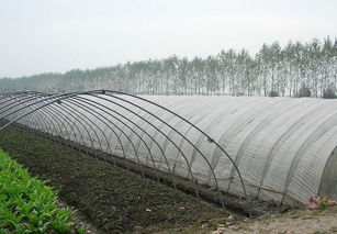 設(shè)施園藝與農(nóng)業(yè)托管服務(wù) 探索中國設(shè)施農(nóng)業(yè)的規(guī)模與模式